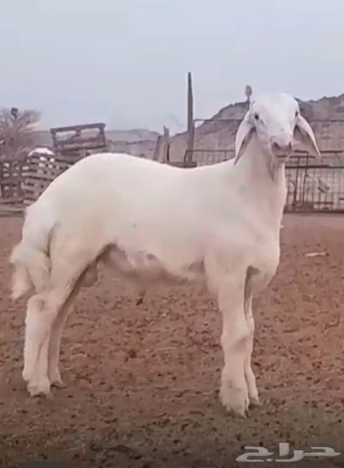 مشروع حري صنف ظغط عالي 3