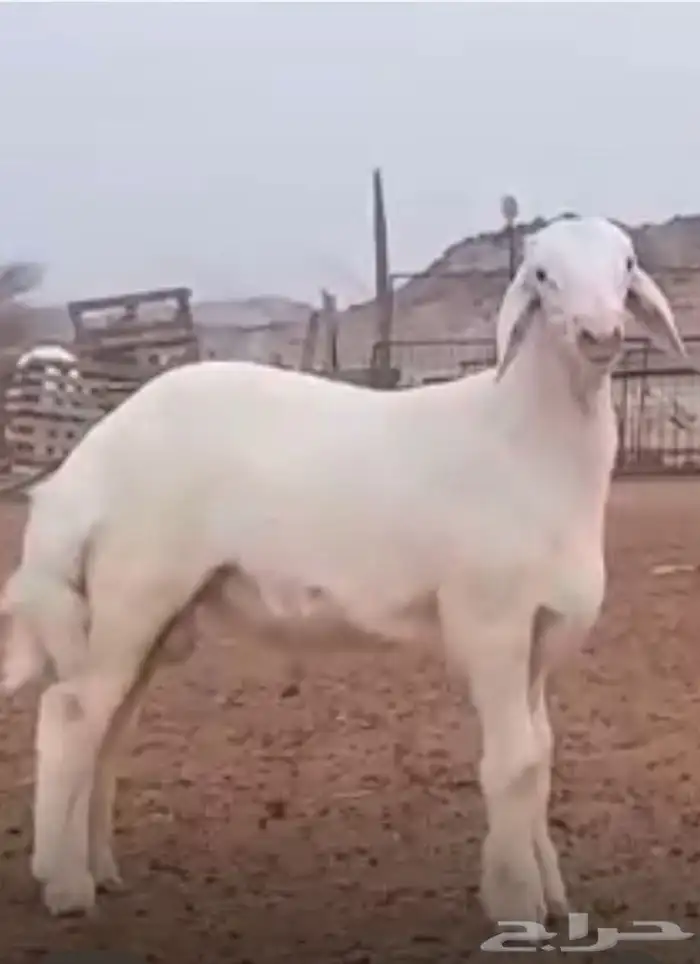 مشروع حري صنف ظغط عالي 4