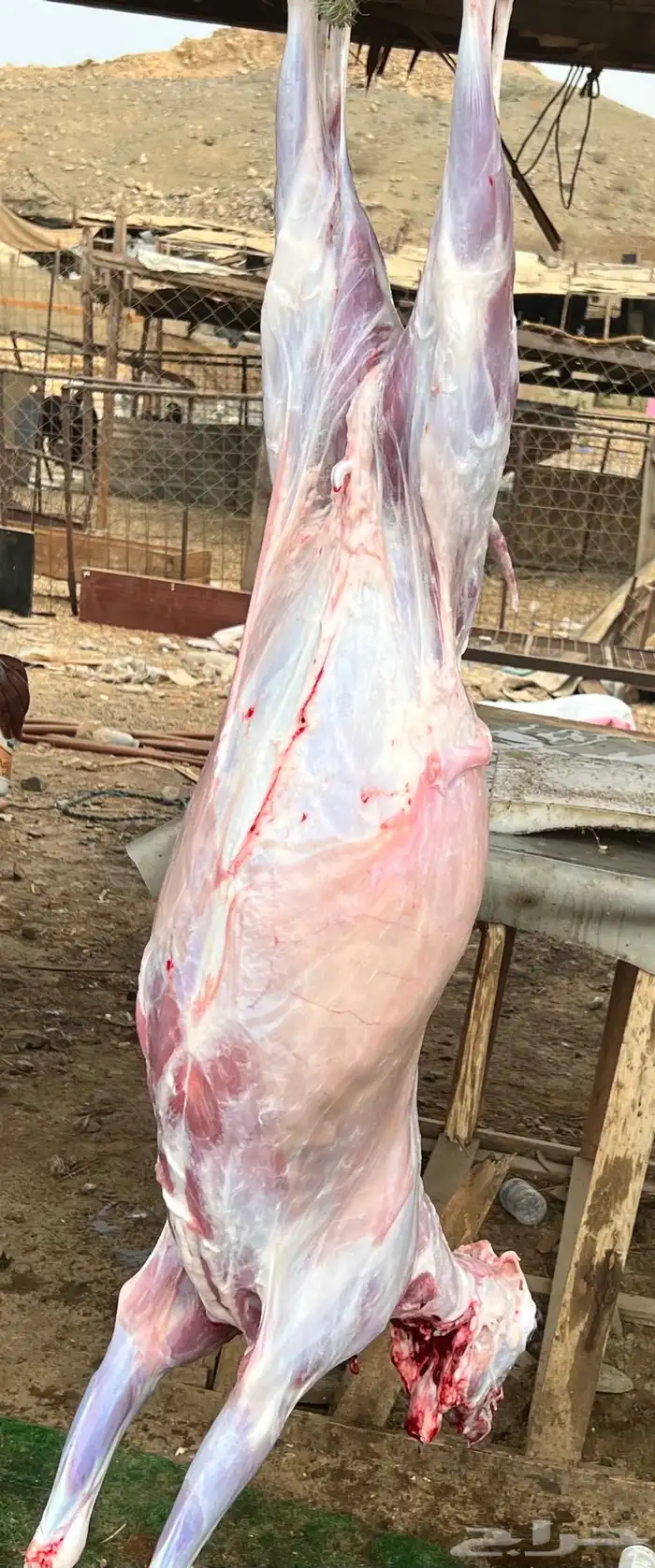 تيوس بيشيات ذبايح 6
