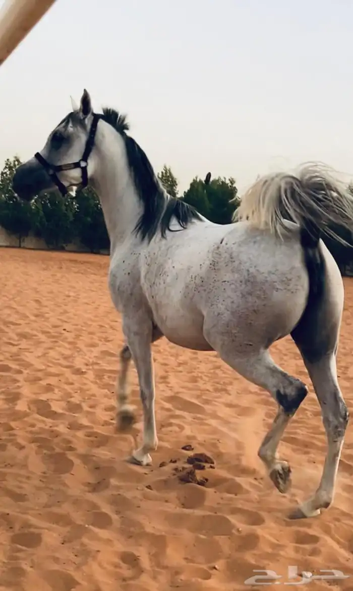 لخيل فرس واهو لقاح لها تقريبا 6 شهور ومعها مهر للبيع 1