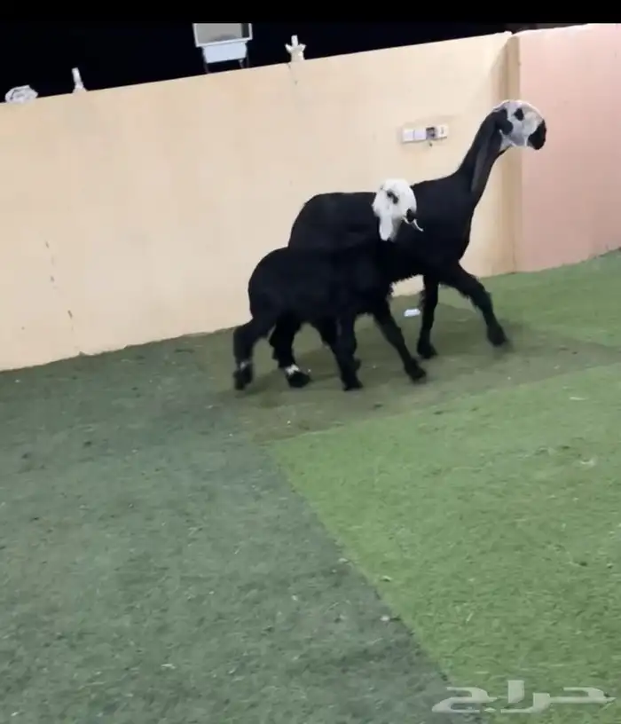 دغما خلفه 1