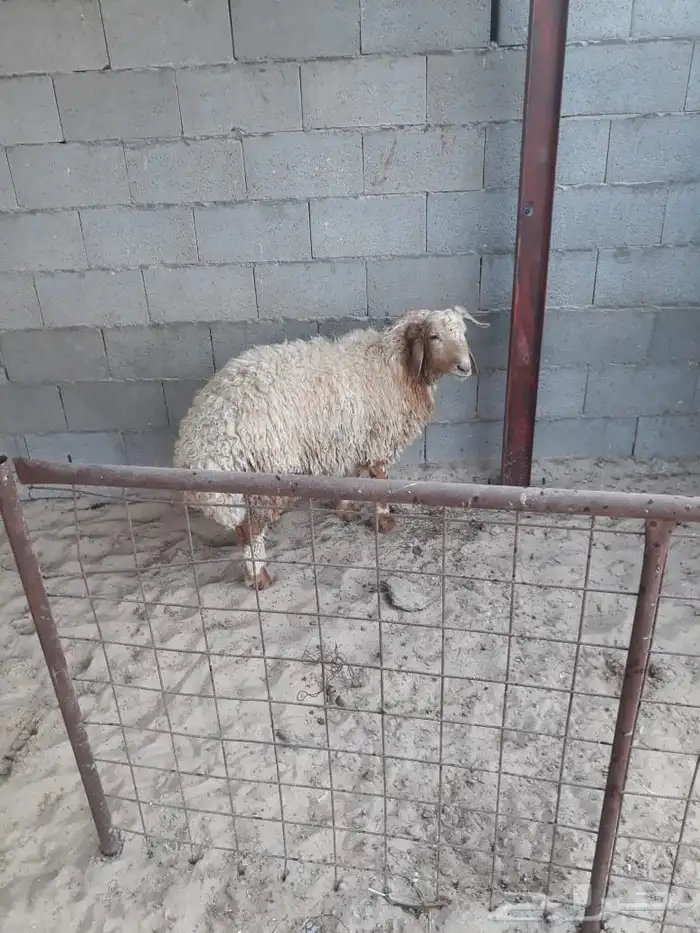 خروف نعيم 0