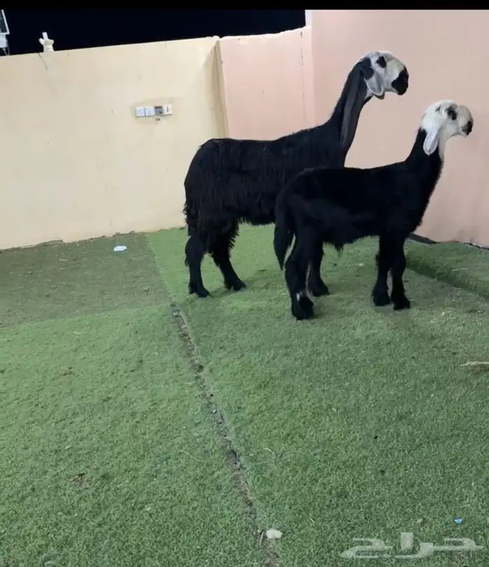 دغما خلفه 0