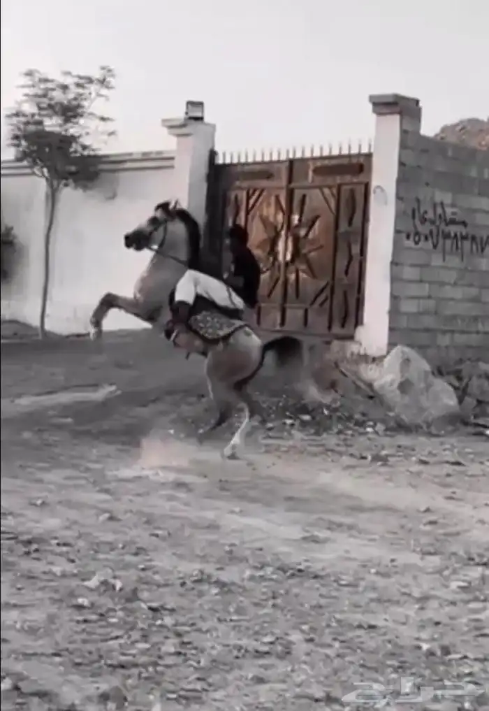 حصان شعبي جمره 1
