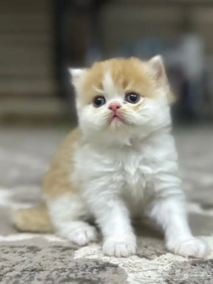 قطط سكوتش 11