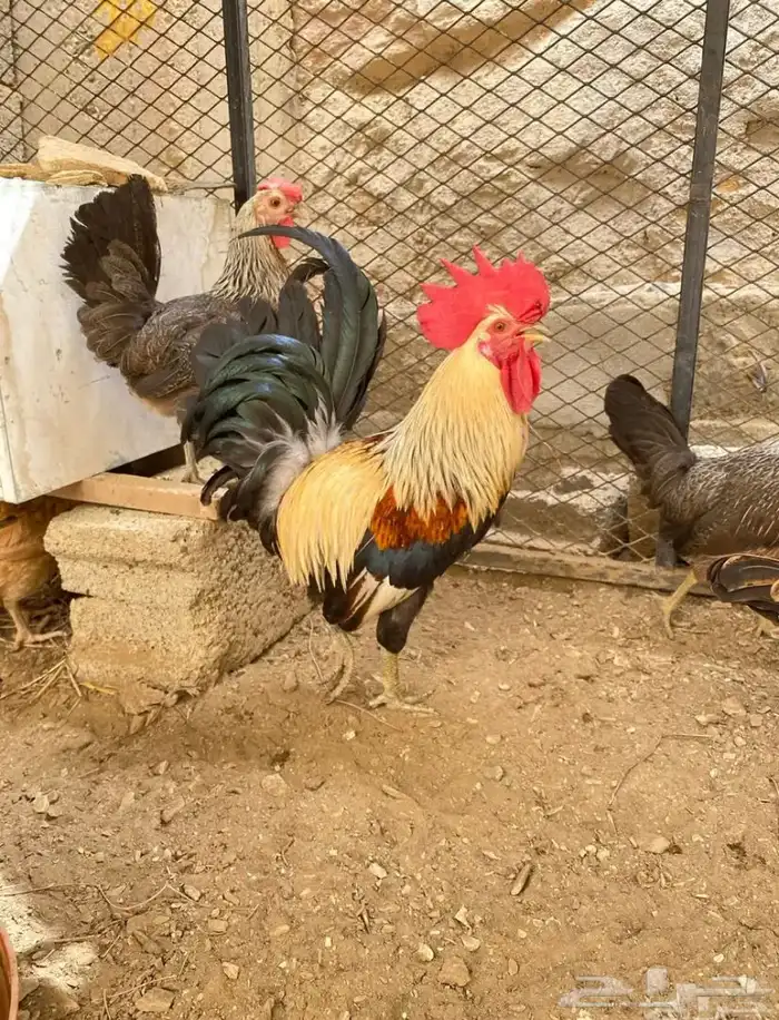 ديك عربي شوكي 4