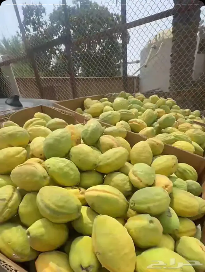 لوز ويوجد توصيل لكل المناطق 4