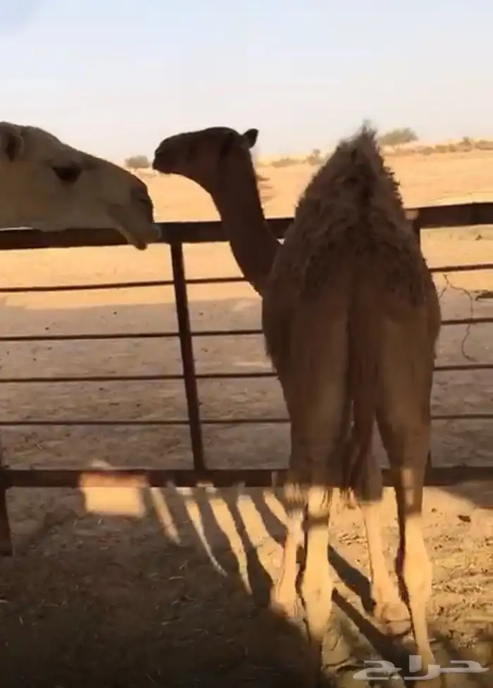 حاشي عمره 7 شهور 0