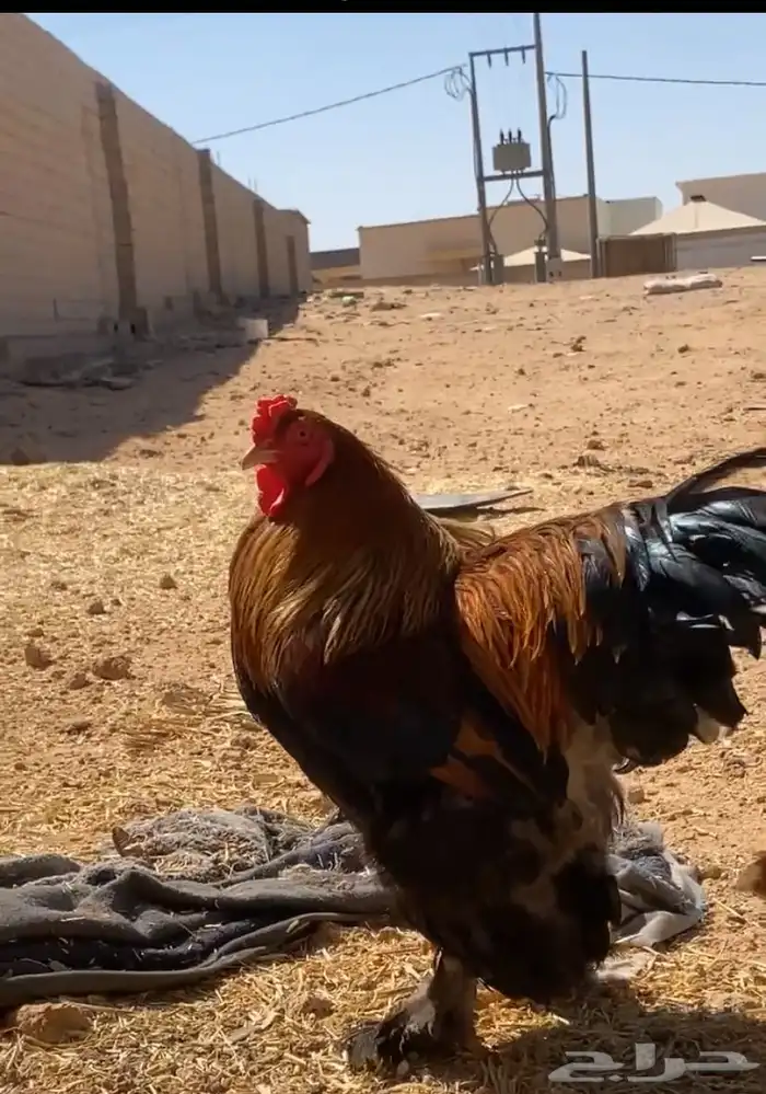 دجاج برهمه 2