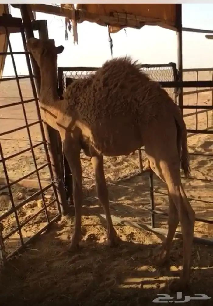 حاشي عمره 7 شهور 1