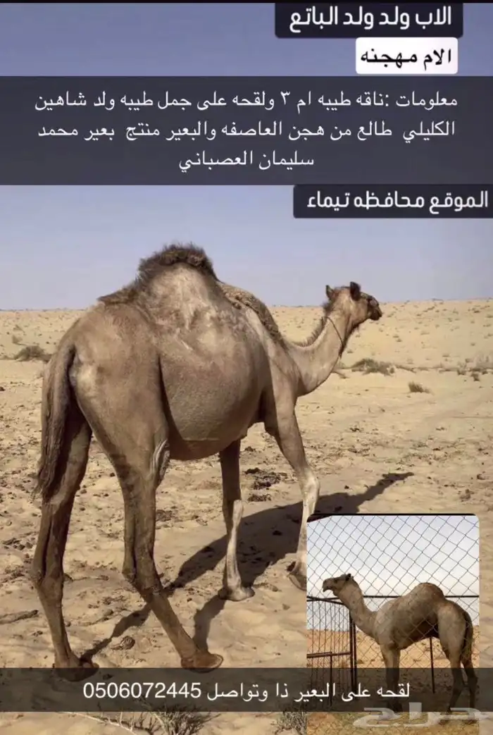ناقه للبيع سلاله طيبه 1