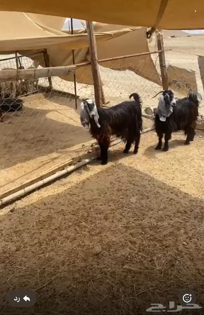 جفار عوراض 0