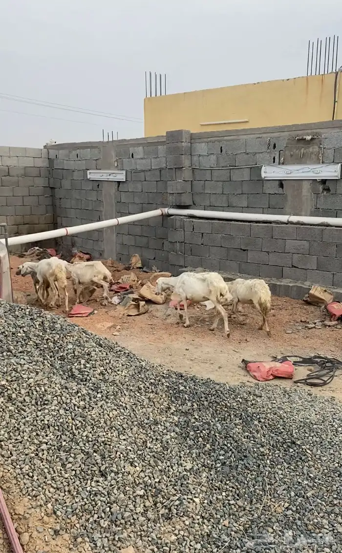 نعاج عدد خمس 2