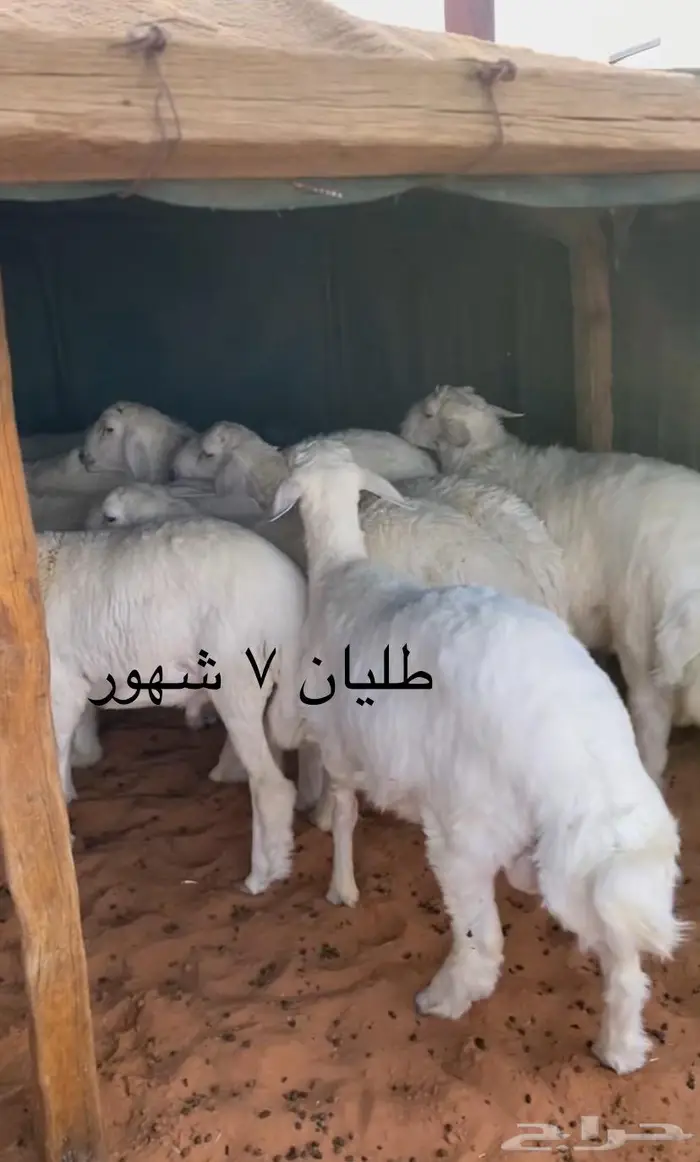 معزا وحري وجذعات 0