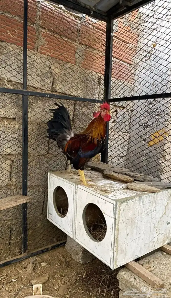 ديك عربي 1