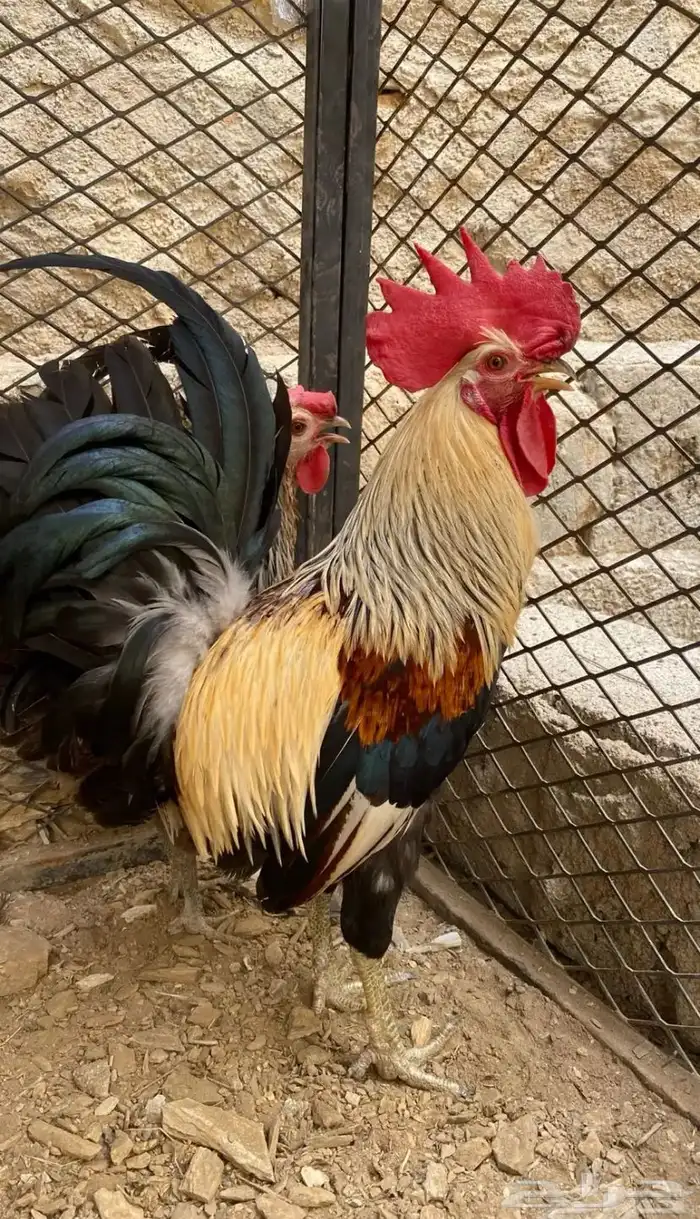 ديك عربي شوكي 1