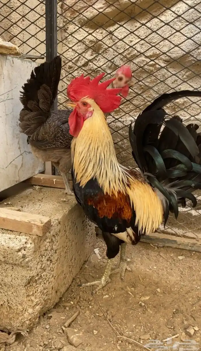 ديك عربي شوكي 2