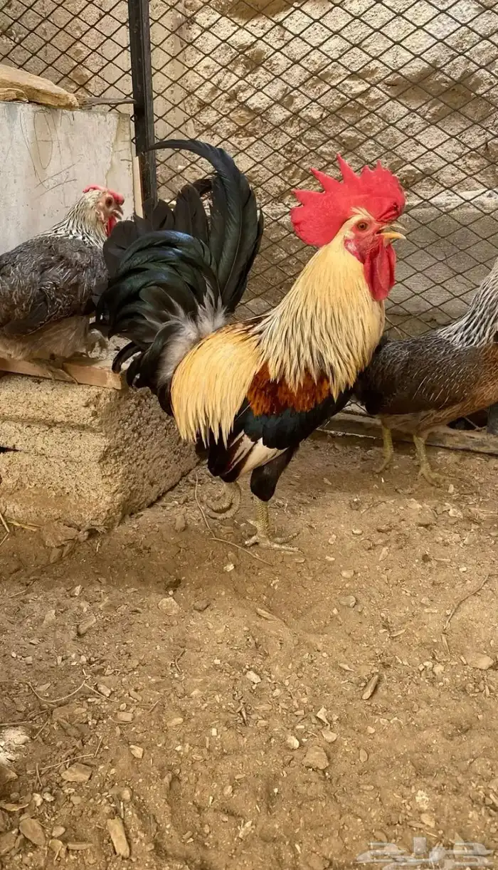 ديك عربي شوكي 0