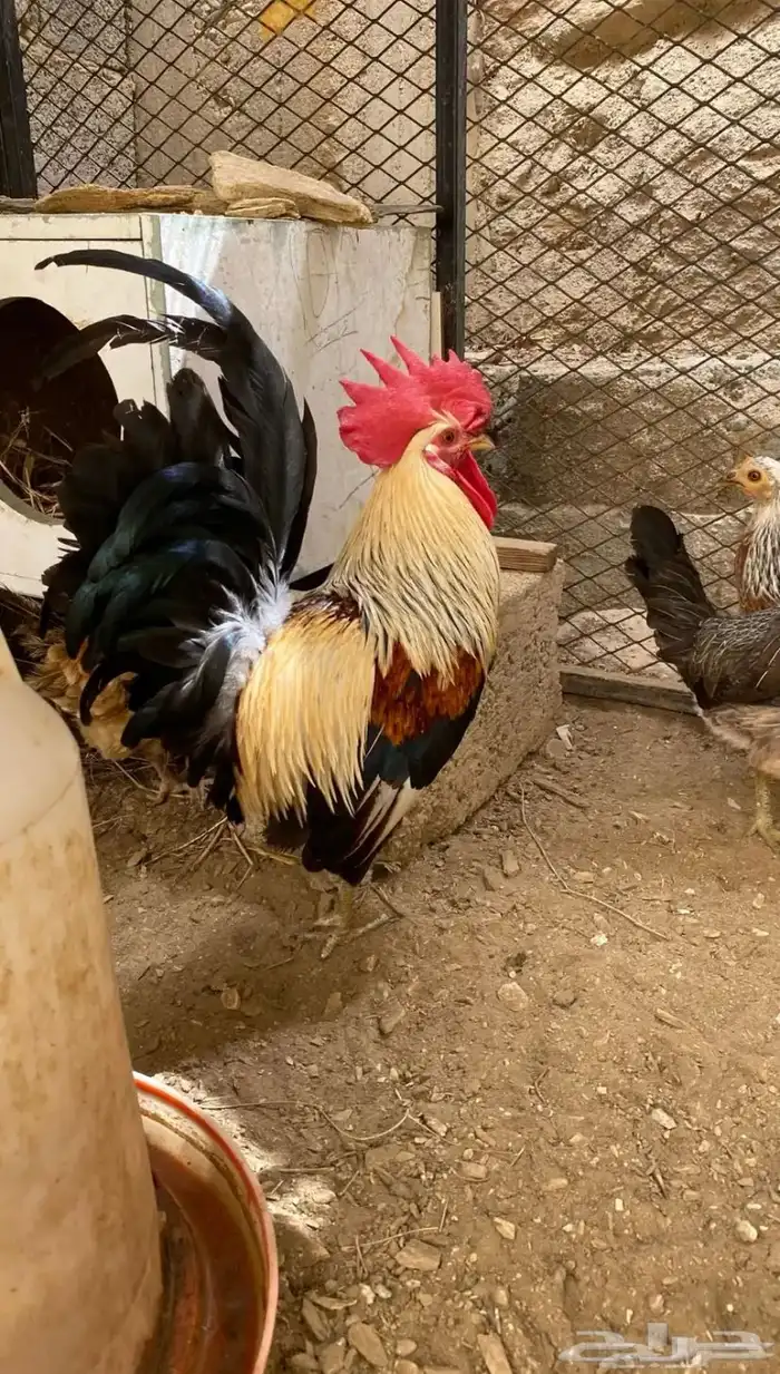 ديك عربي شوكي 3