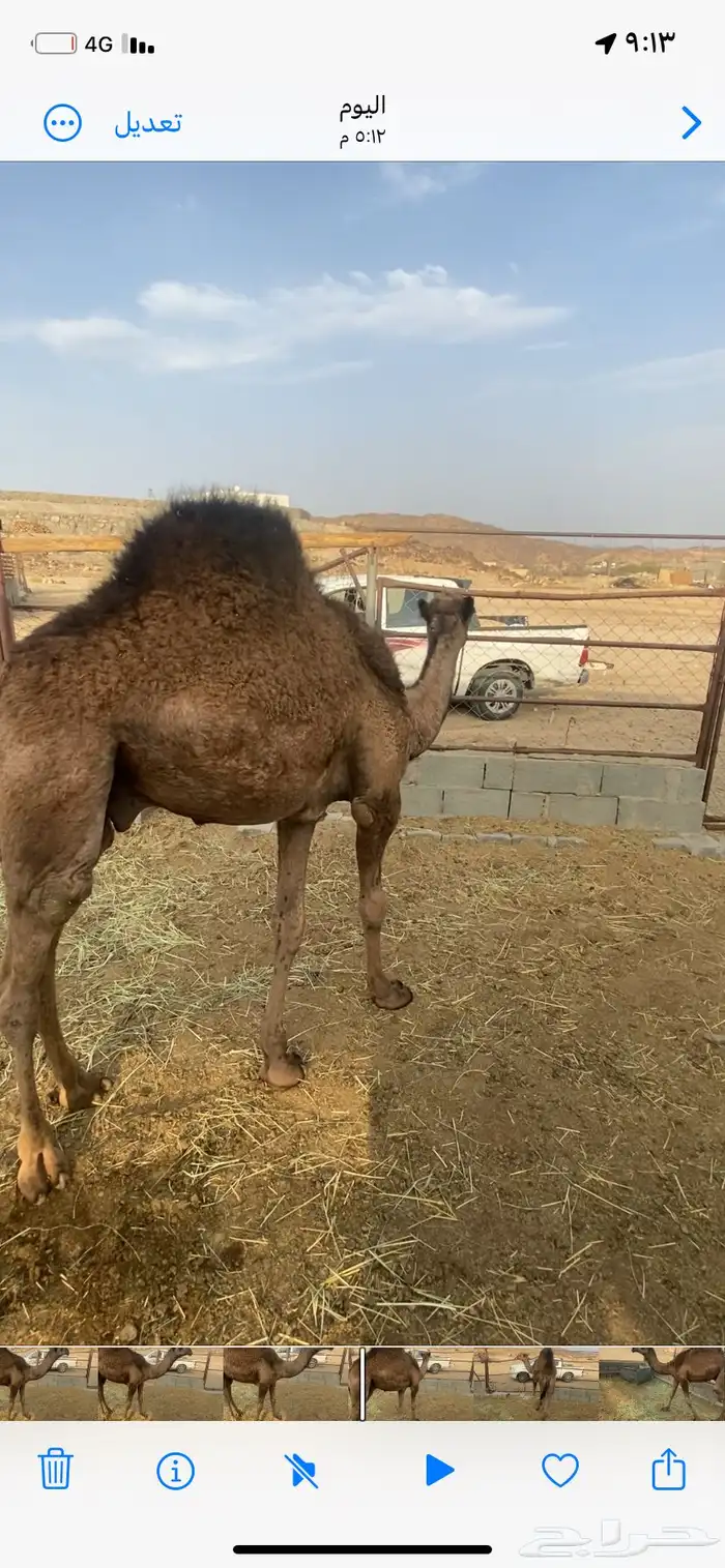 حاشي مفرود 3