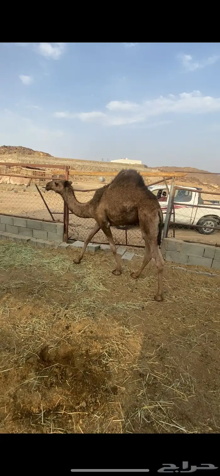 حاشي مفرود 4