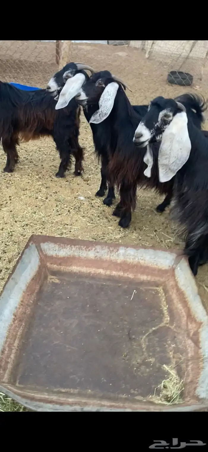 معزاء عوارض ثنيه ورباع 1