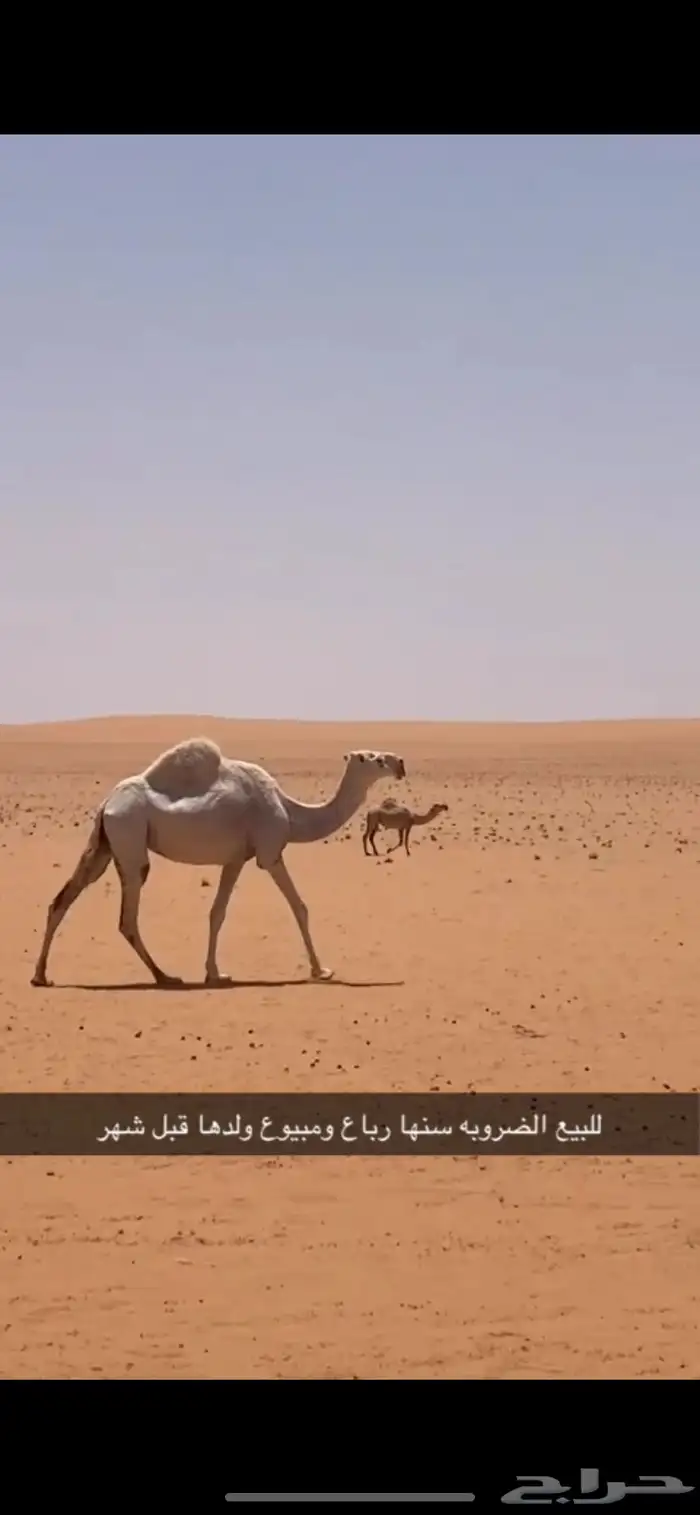 للبيع ضروبه ولقحه السن رباع 0