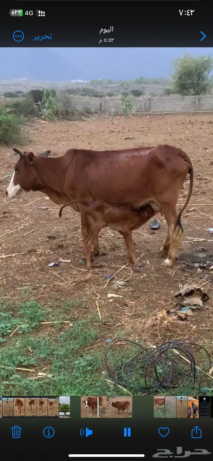 بقره للبيع 4