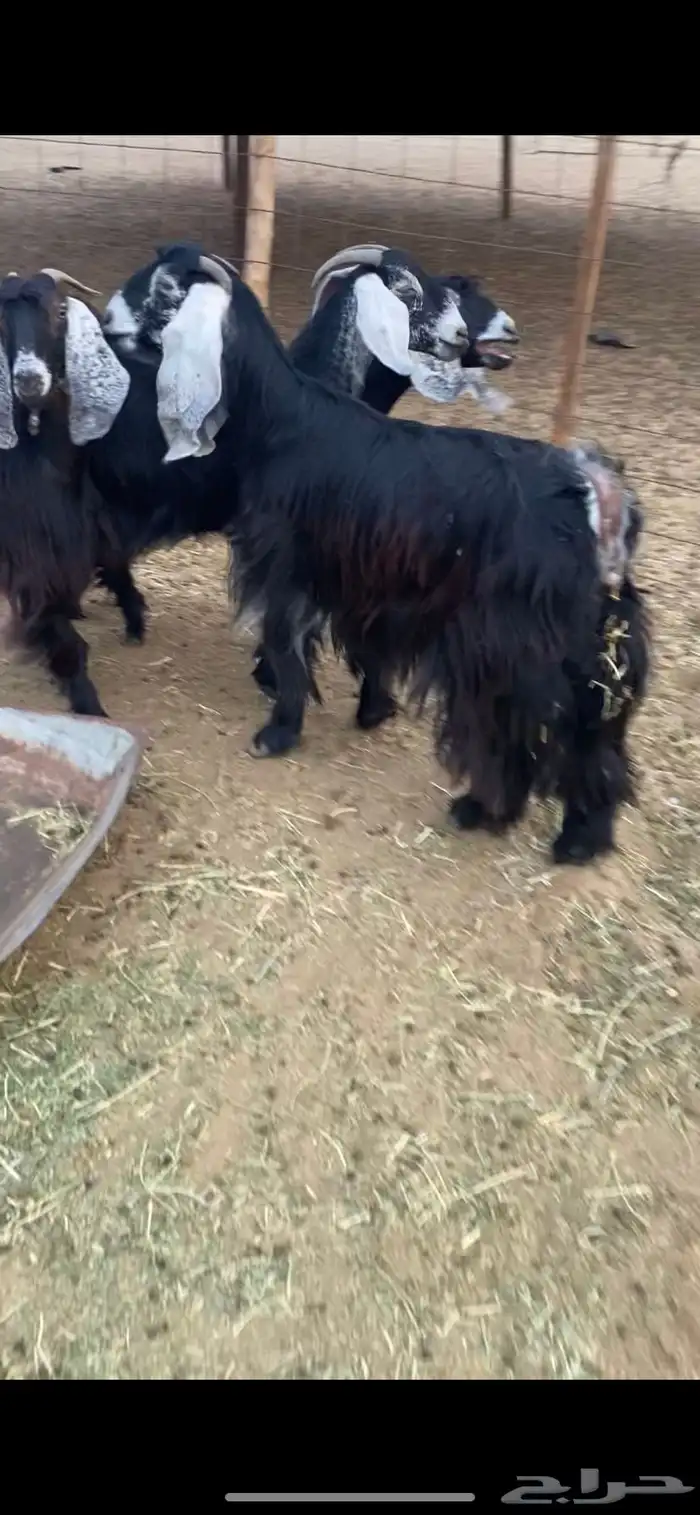 معزاء عوارض ثنيه ورباع 0