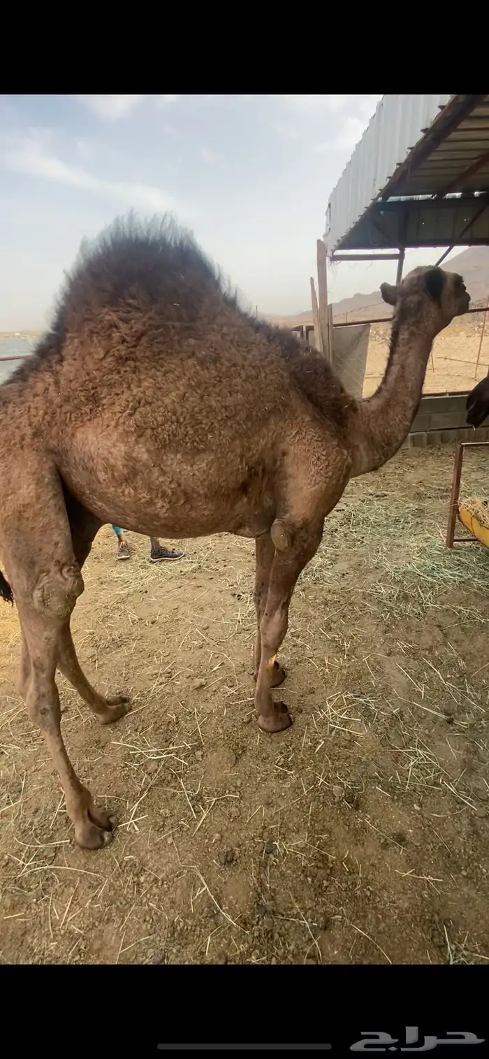 حاشي مفرود 1