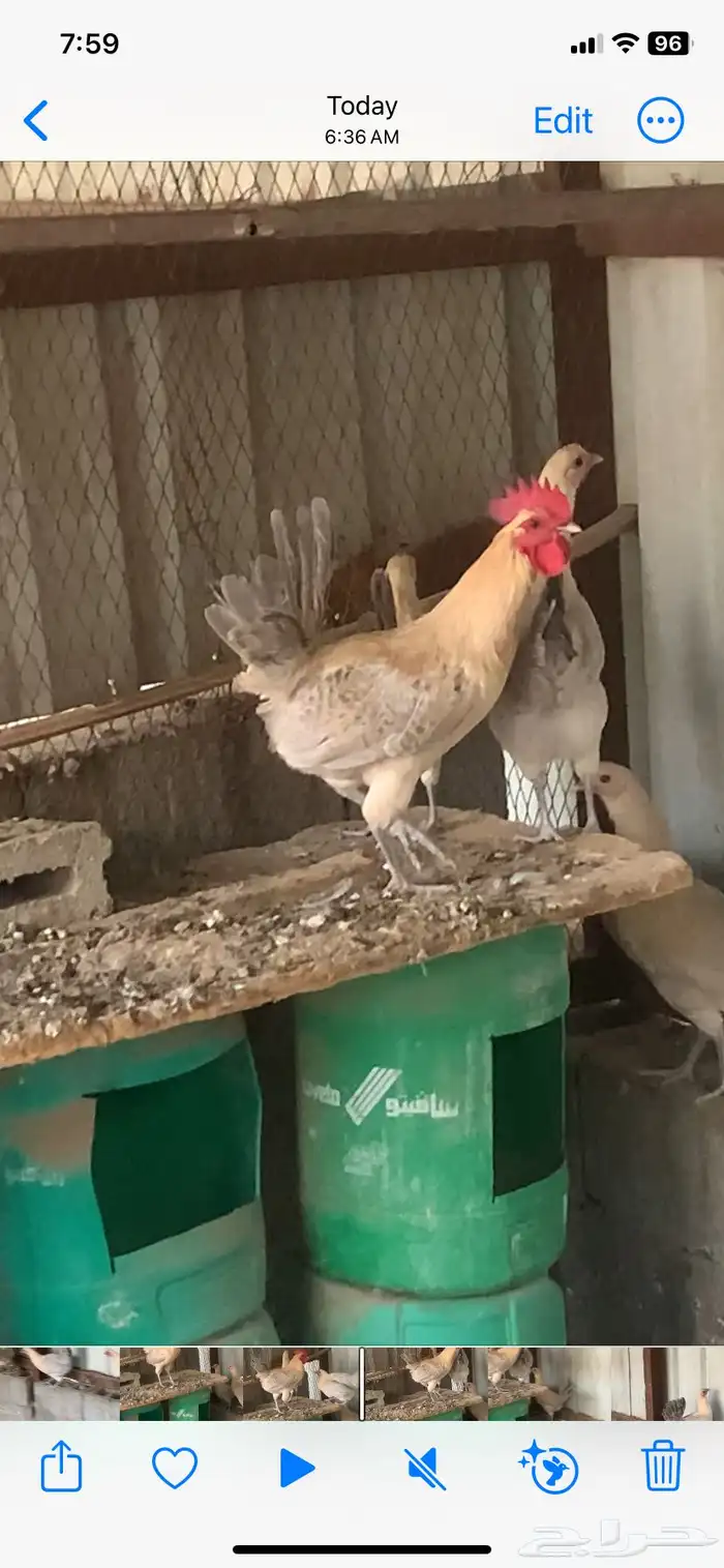 دجاج فيومي جولد صنف طيب 3