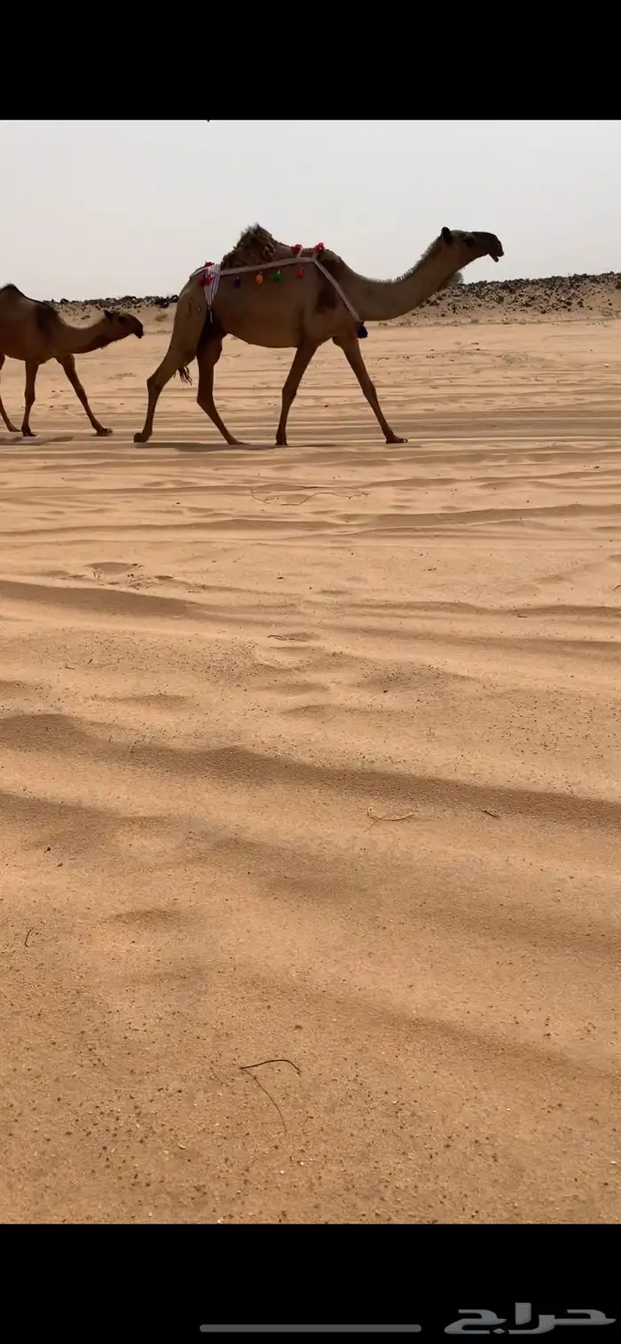 عشرا صفرا تحتها بكره طيبه 3