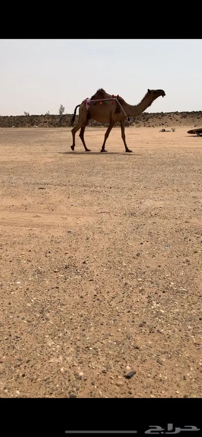 عشرا صفرا تحتها بكره طيبه 0