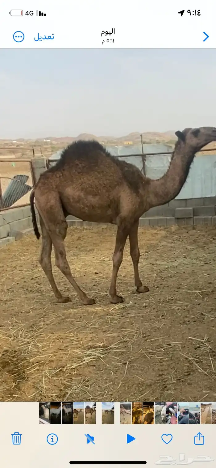 حاشي مفرود 0