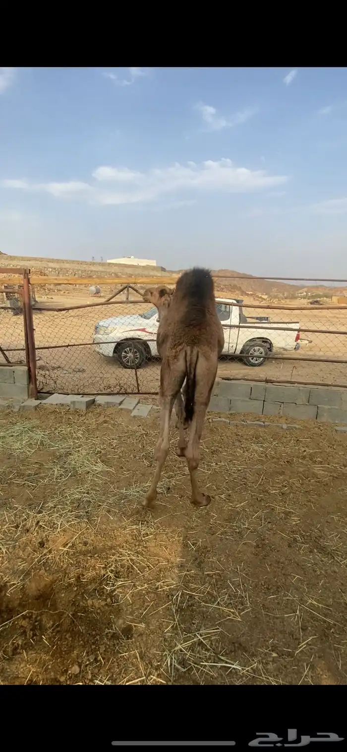 حاشي مفرود 2