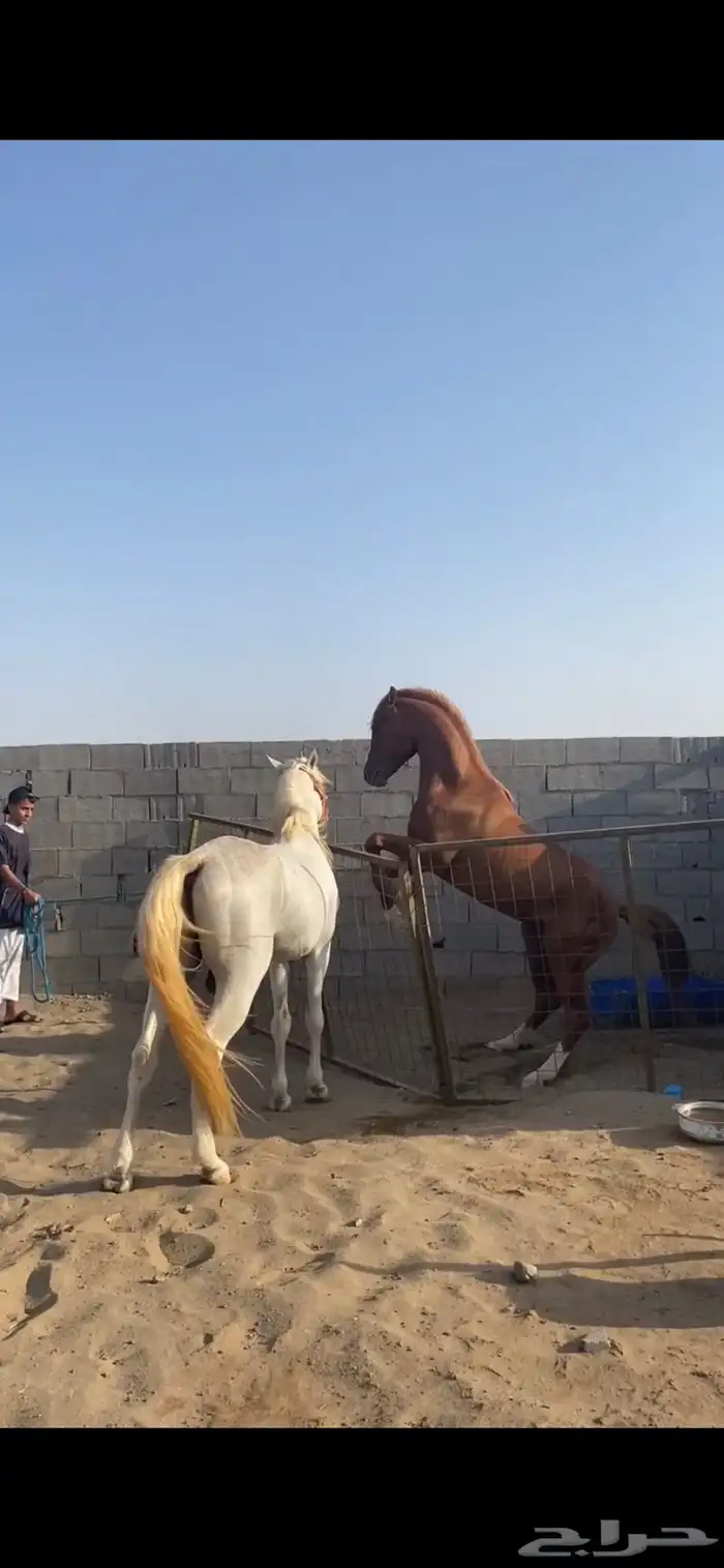 خيل شعبي جزيري 1