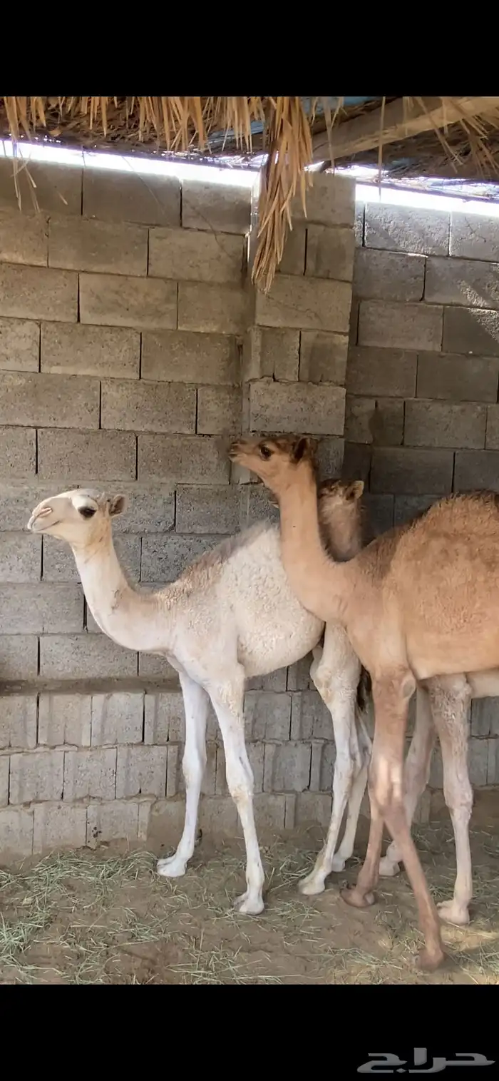حيران قعدان للبيع 3