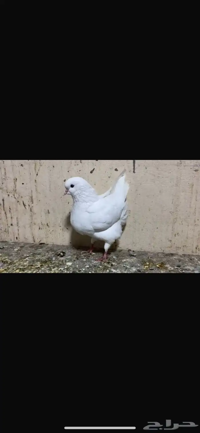 حمام للبيع 1