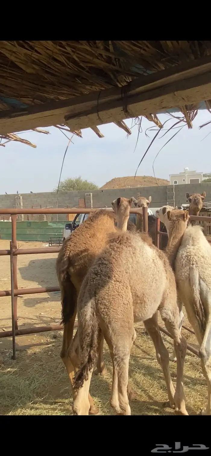 حيران قعدان للبيع 2