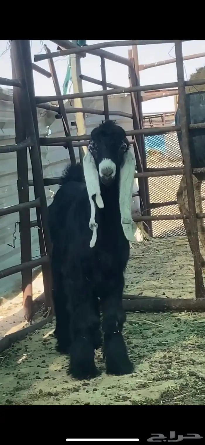 تيس عرضي صنف معرف 6