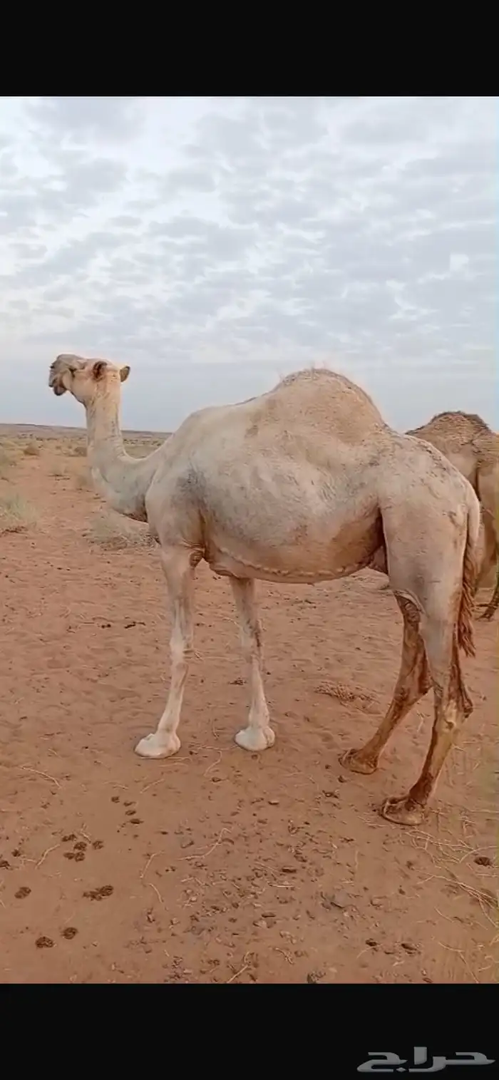 لدينا عرض ناقه شاق وعلى جميع شروط 0