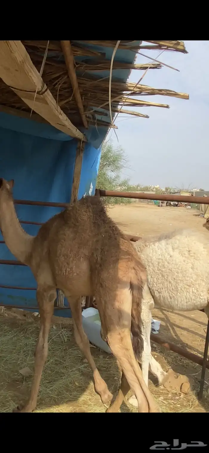 حيران قعدان للبيع 1
