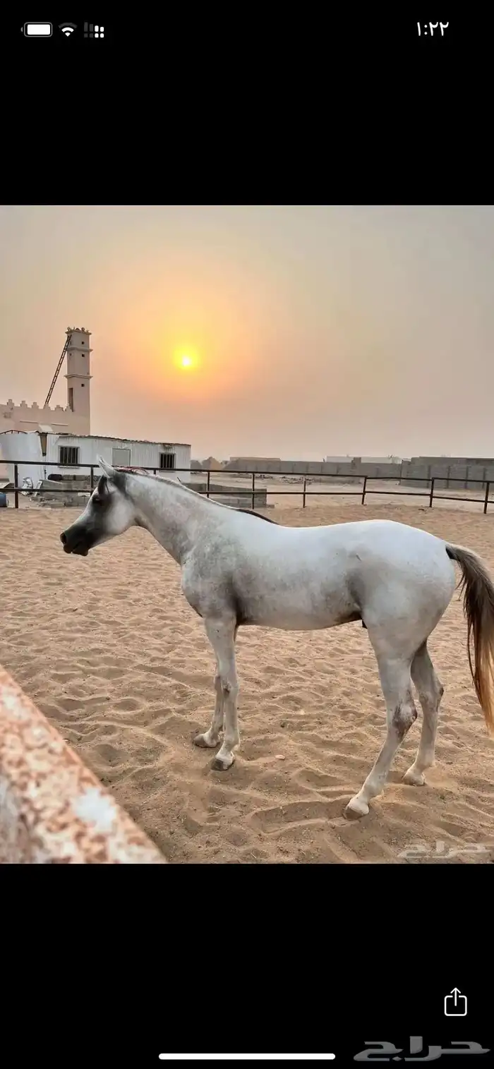 حصان واهو شيخ 1