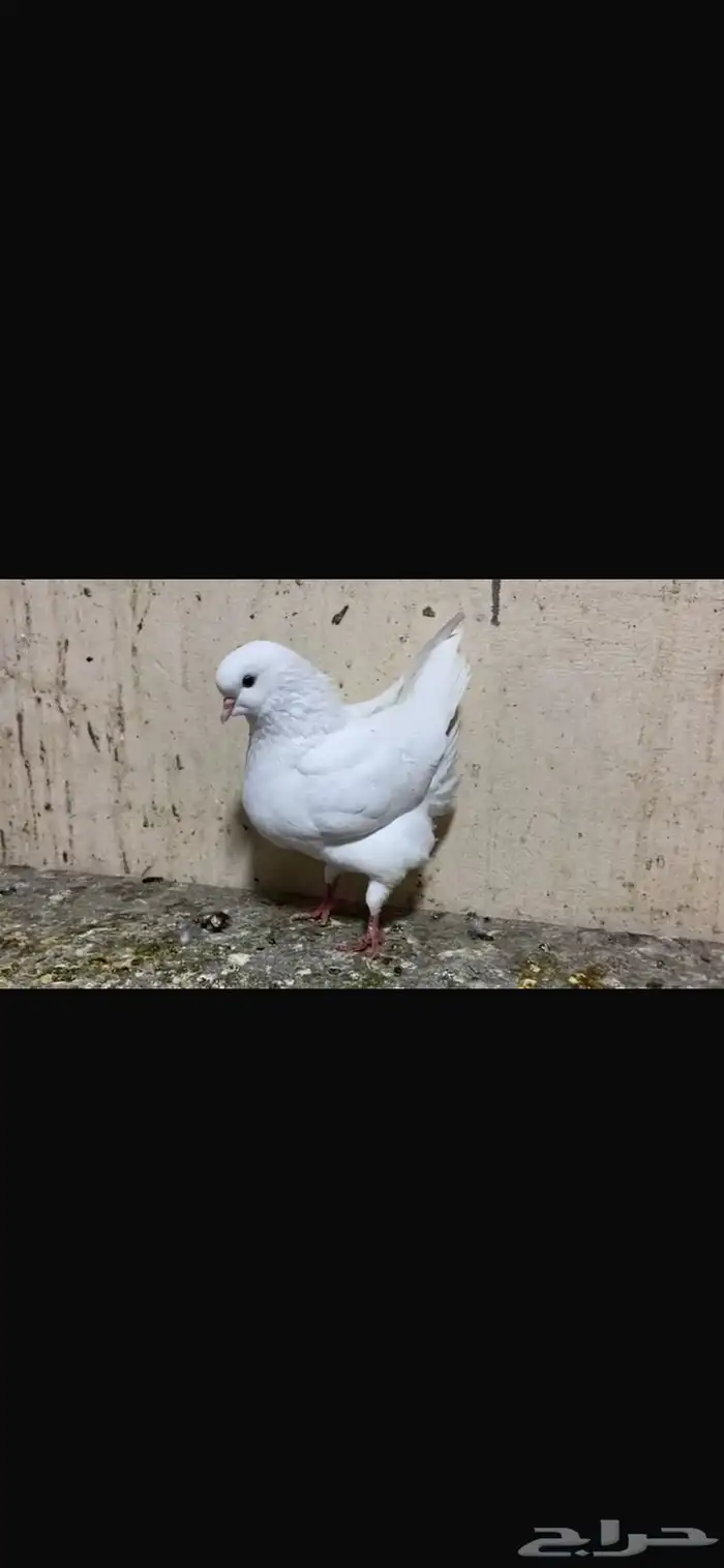 حمام للبيع 0