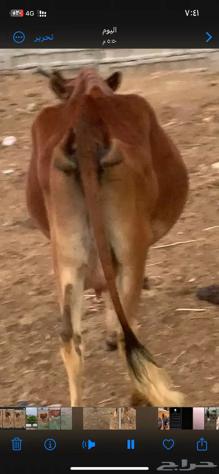 بقره للبيع 0