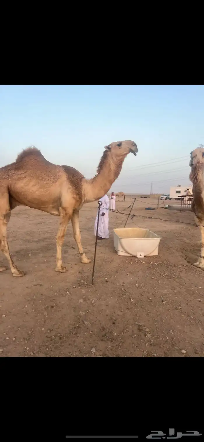 البيع القعود الباتلي الكفووو 1