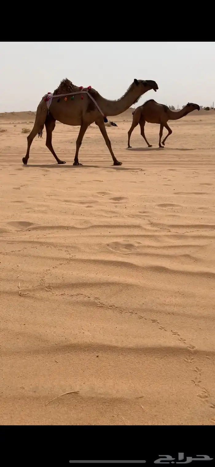عشرا صفرا تحتها بكره طيبه 4