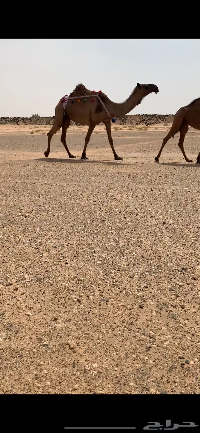 عشرا صفرا تحتها بكره طيبه 1