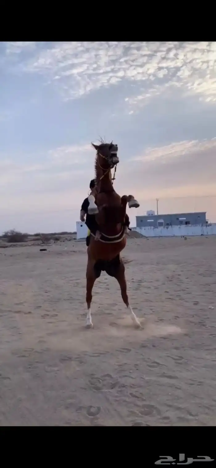 خيل شعبي جزيري 2