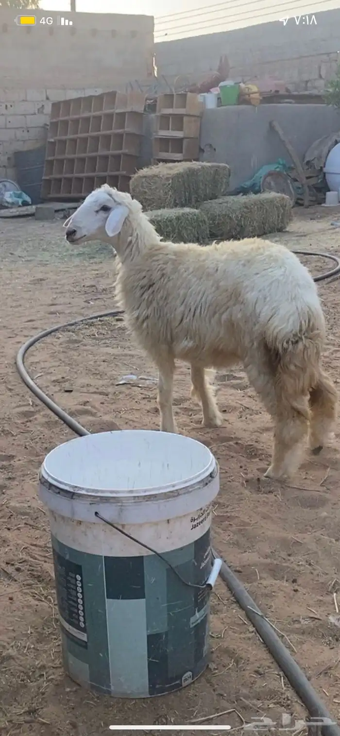 رخله حريه 0